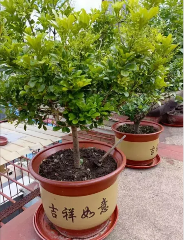 1701334481487076.png bfed51c96722c01974b9314b2de2183.png