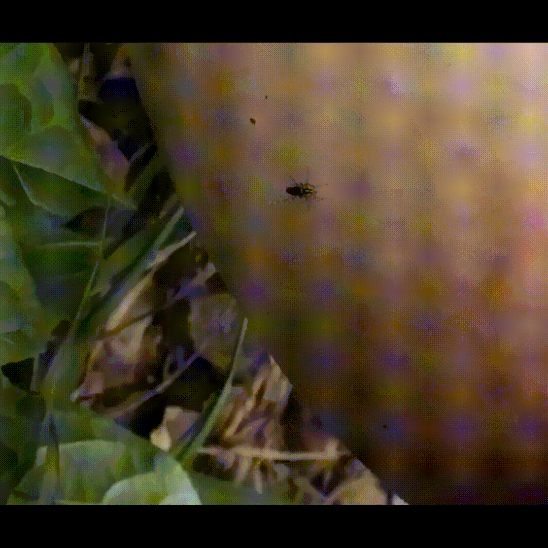 1716119138251280.gif 1.gif