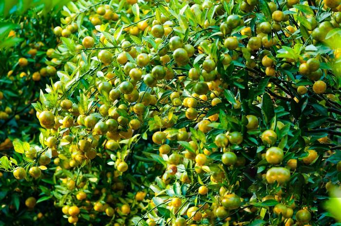 1717771129885770.jpg 3.jpg